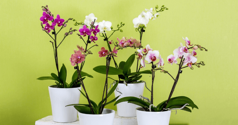 orchidée
