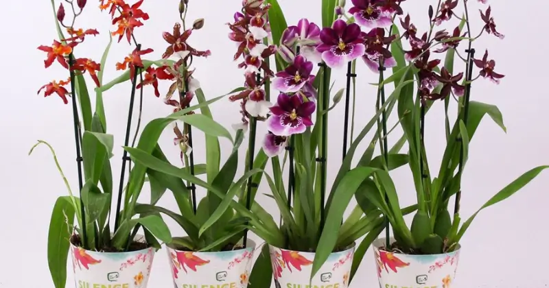 orchidée